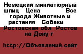 Немецкий миниатюрный шпиц › Цена ­ 60 000 - Все города Животные и растения » Собаки   . Ростовская обл.,Ростов-на-Дону г.